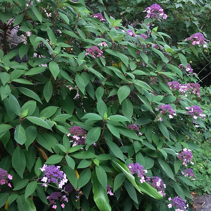 Hydrangea aspera cuidados