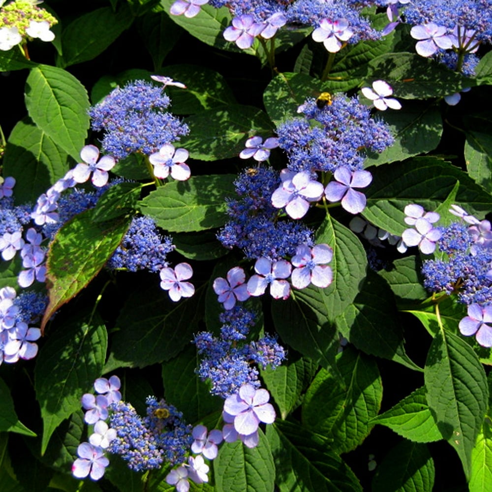 Hydrangea serrata que es