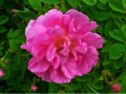 rosa damascena propiedades