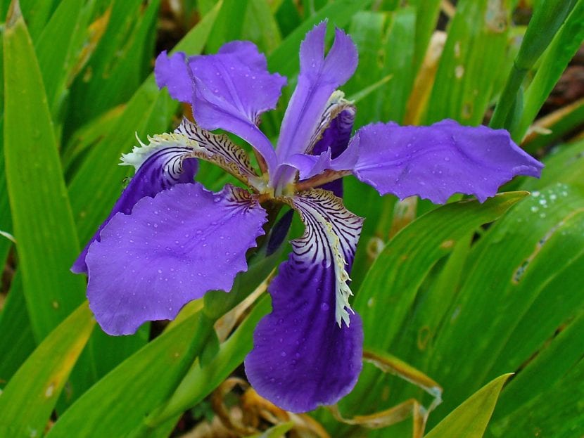 Iris tectorum