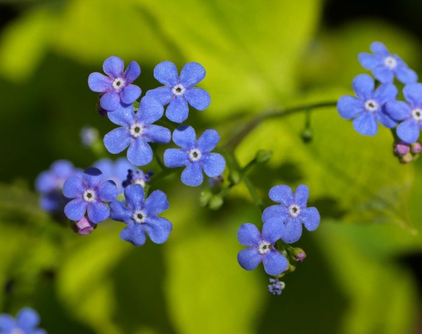 Brunnera macrophylla