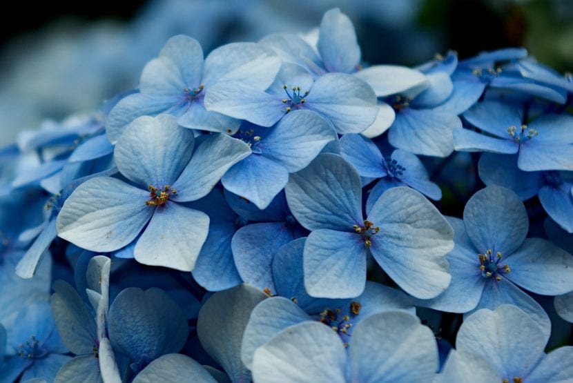 Flor azul