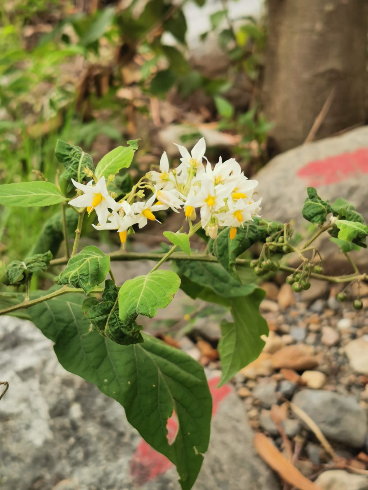 Flores blancas