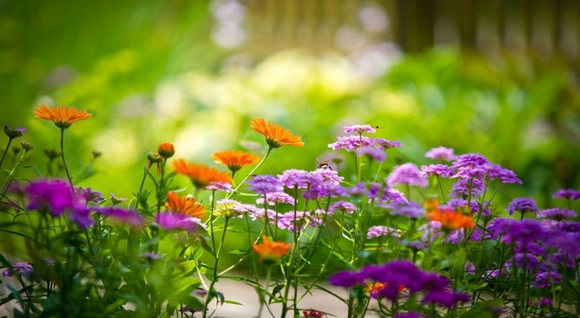 Flores bonitas jardin