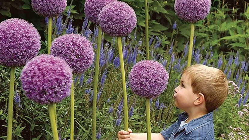 allium giganteum