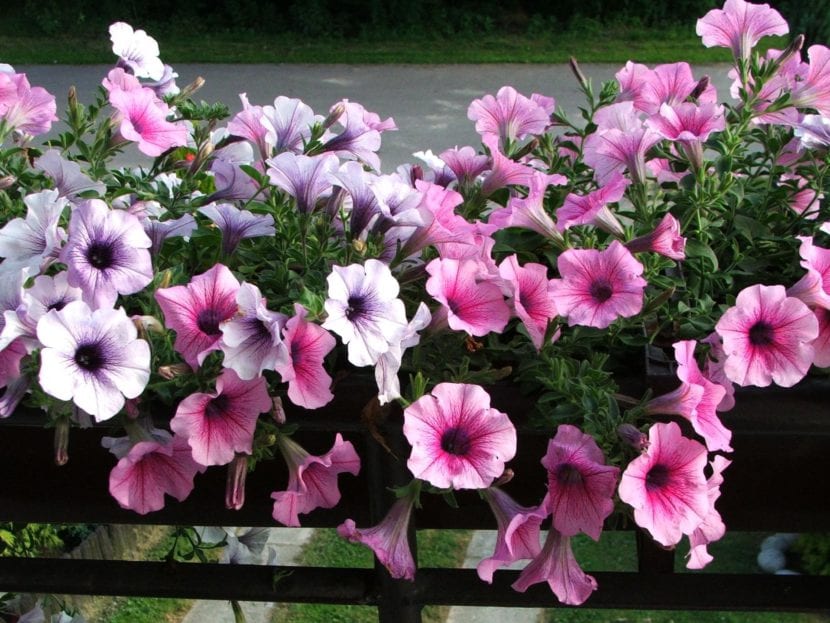 Petunia x hybrida