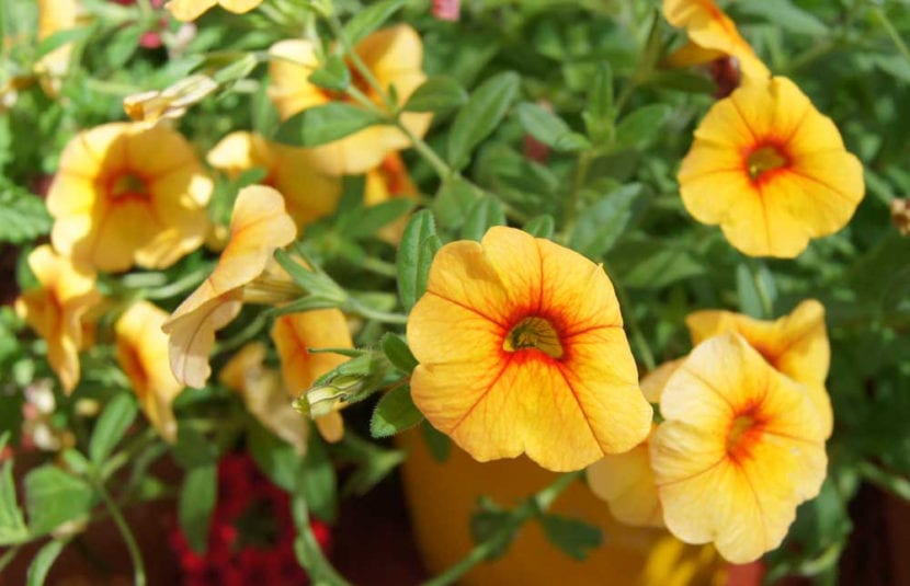 Callibrachoa