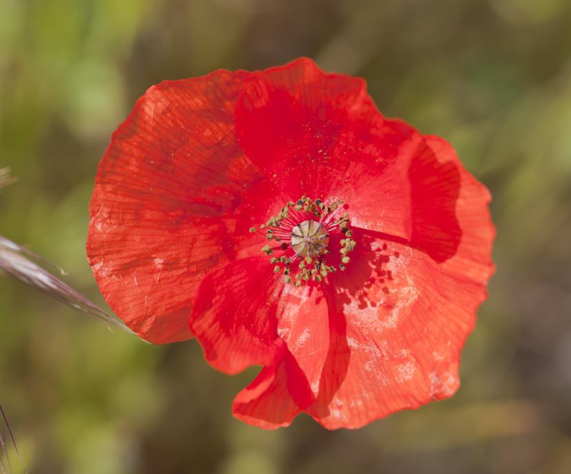 Amapola