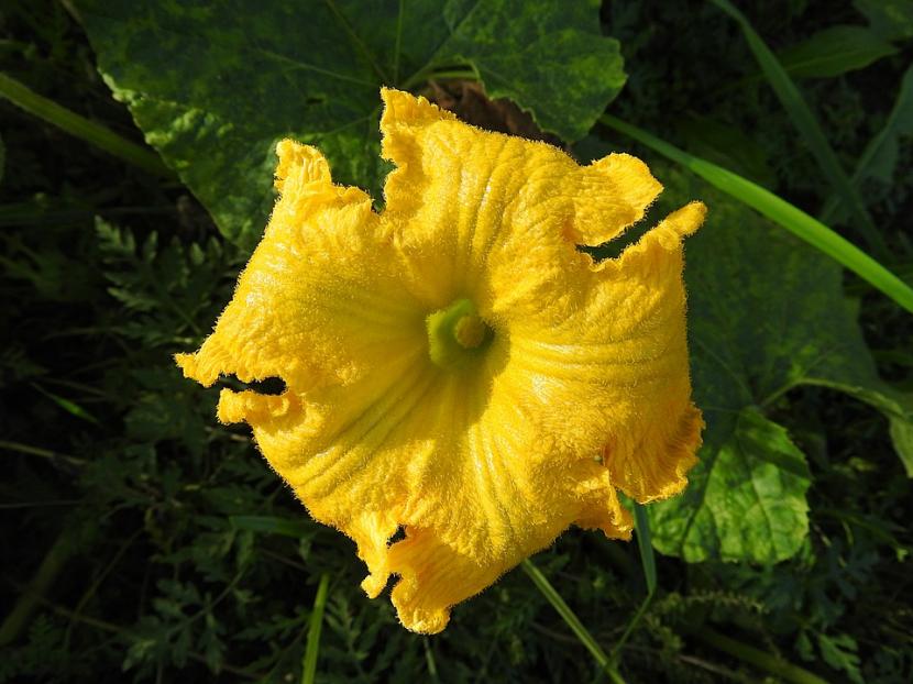 Calabaza