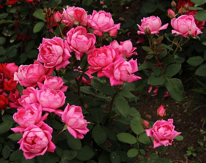 Rosal