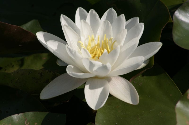 Flor de nenúfar blanco