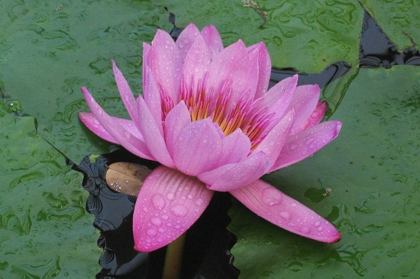 Victoria amazonica en flor