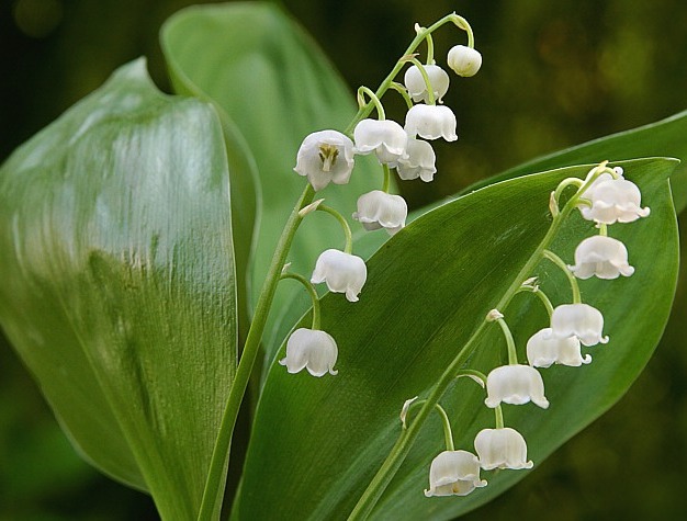 Convallaria majalis o lirio de los valles