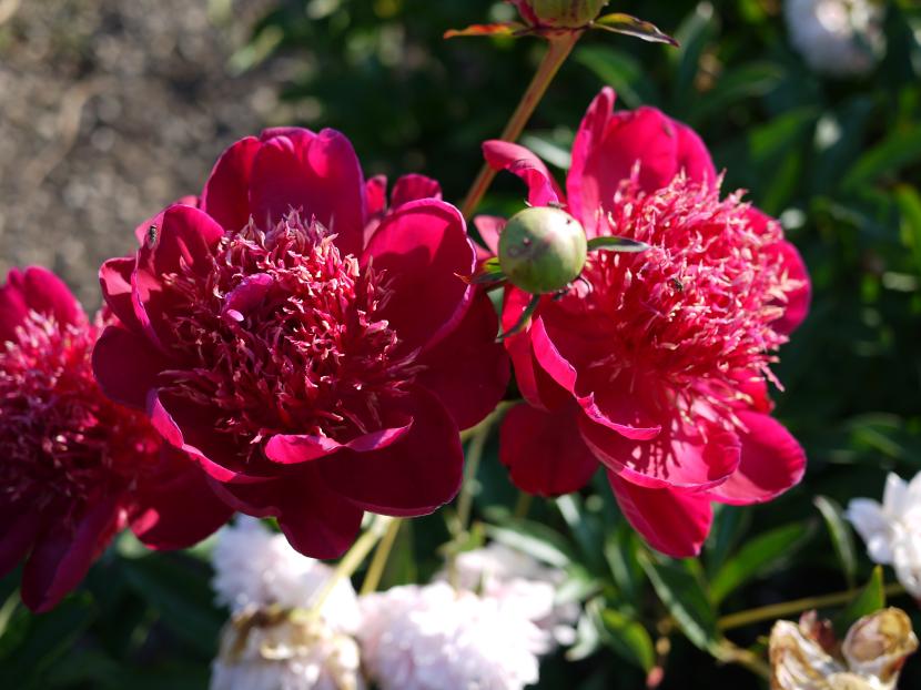 Paeonia Red Emperor
