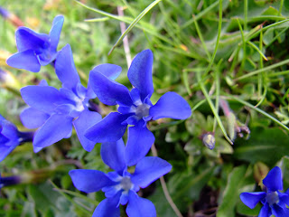 Flores azules de genciana en un pastizal de montaña