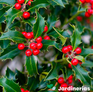 flores de navidad