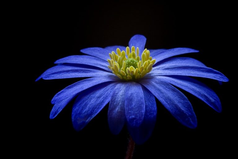 Anemona de flor azul con tepalos estrechos y centro amarillo