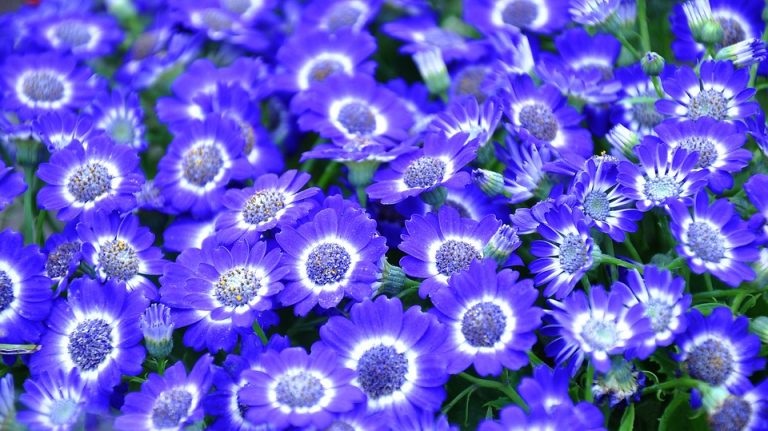 Cinerarias de flor azul violeta con anillo blanco
