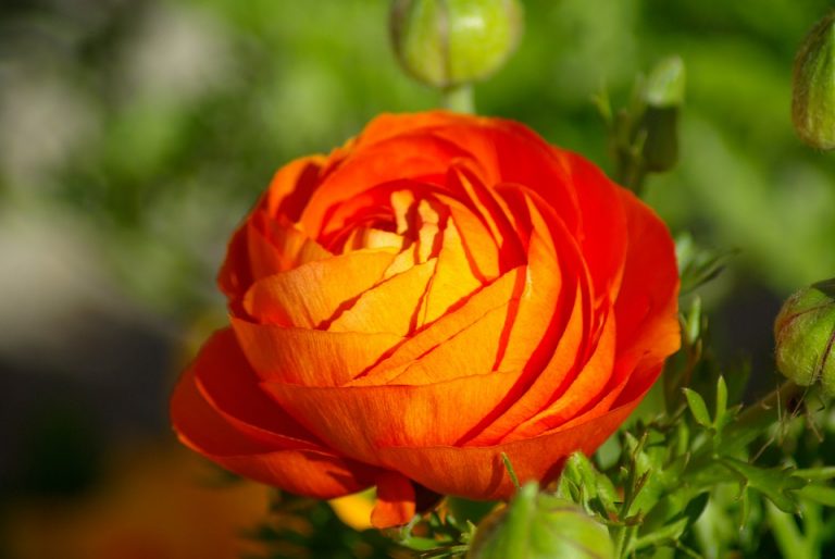 Ranunculo naranja de flor doble
