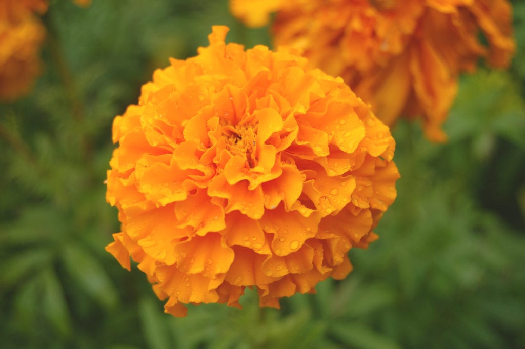 Flores de primavera: cuáles plantar y cuándo sembrarlas