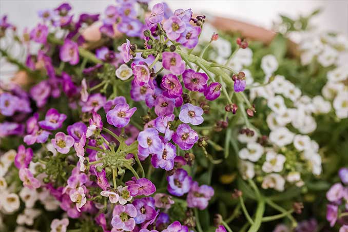 Alyssum