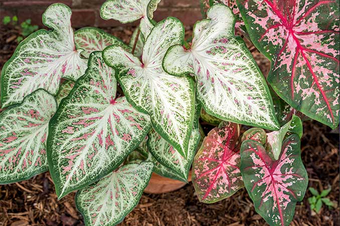 caladium flores de verano