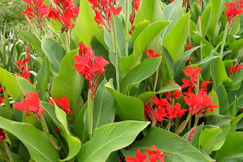 CANNA FLOR DE VERANO