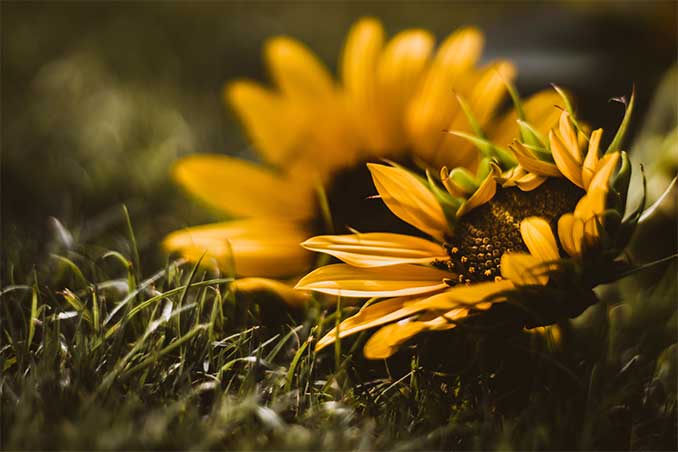 girasoles flores de verano