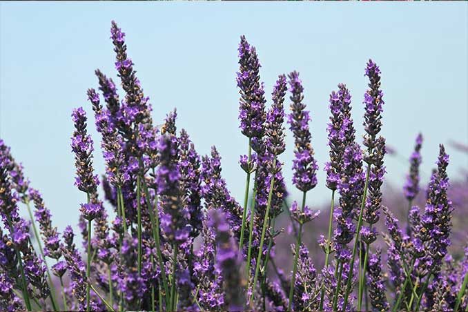 lavanda