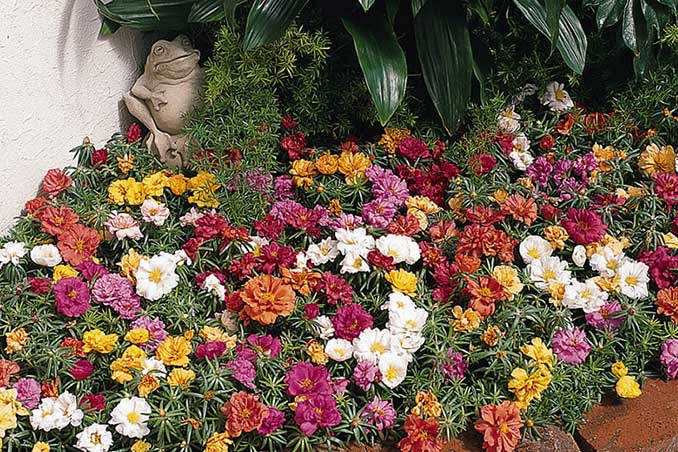 flores de verano portulaca