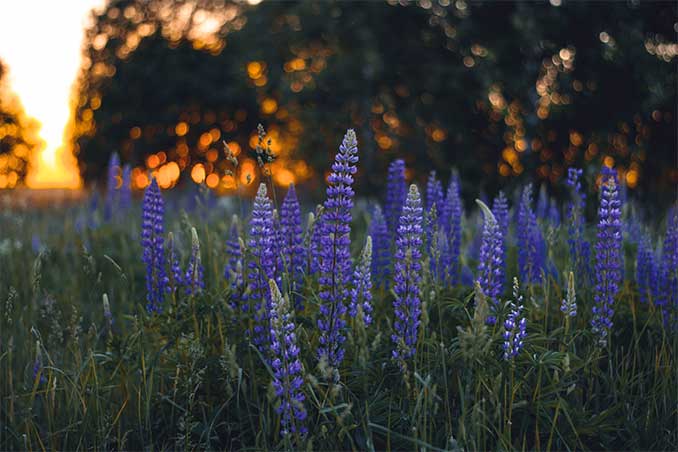 salvia verano flores