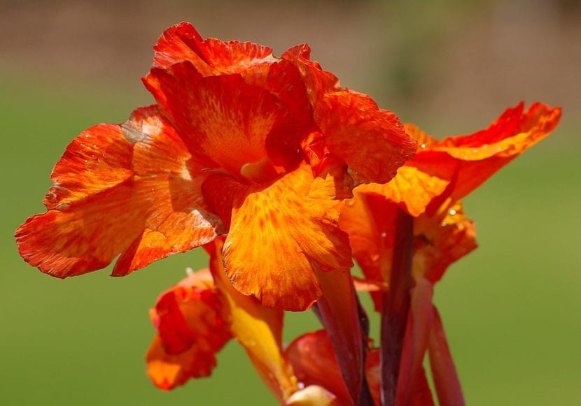 Canna indica