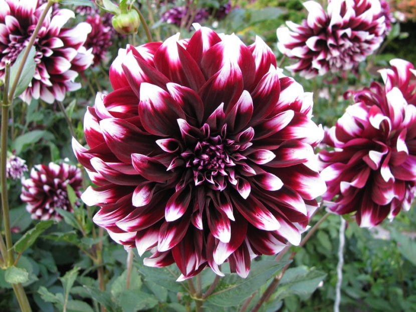 Dahlia