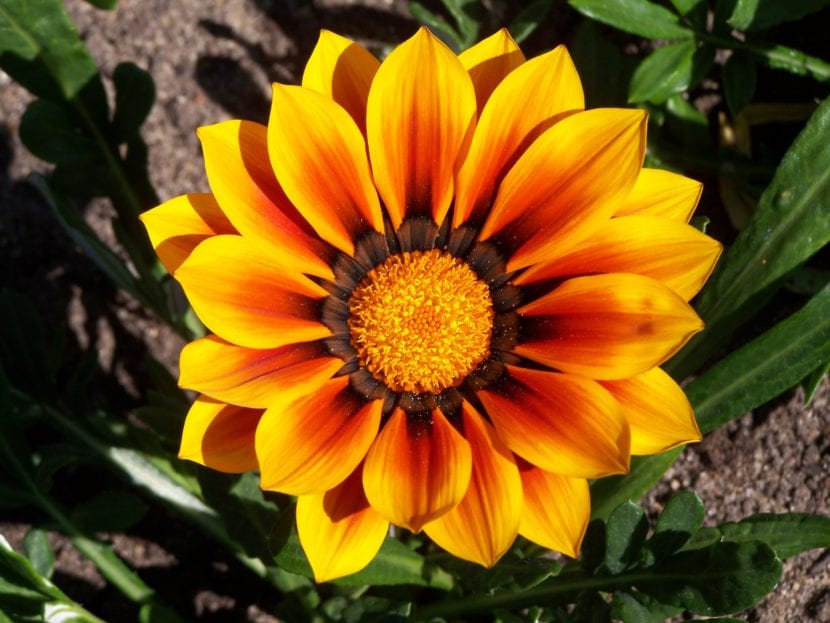 Gazania