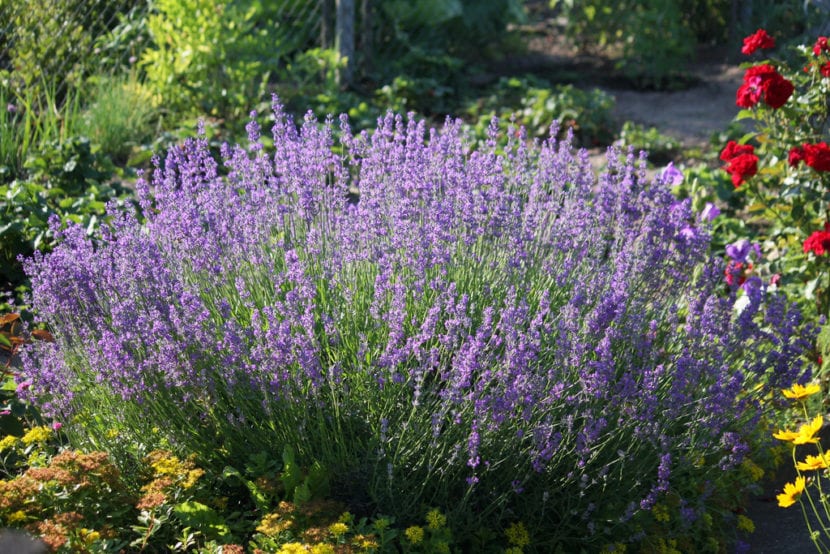 Lavandula