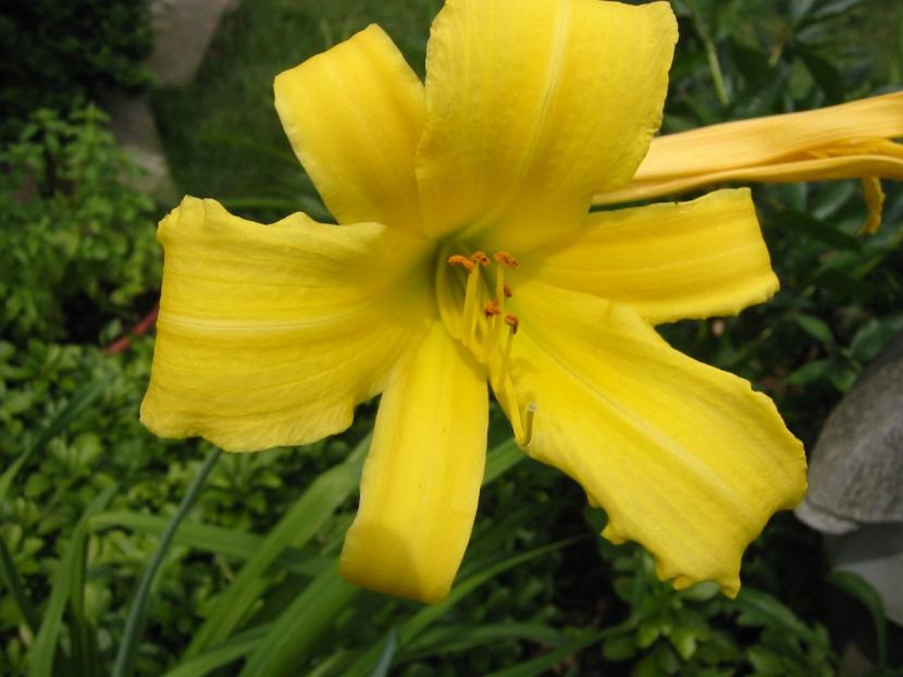 Stella d'Oro