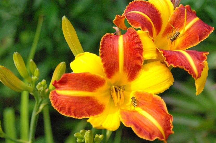 Hemerocallis florecido