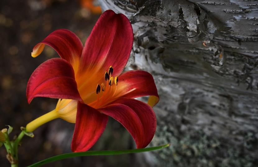 Hemerocallis rojo