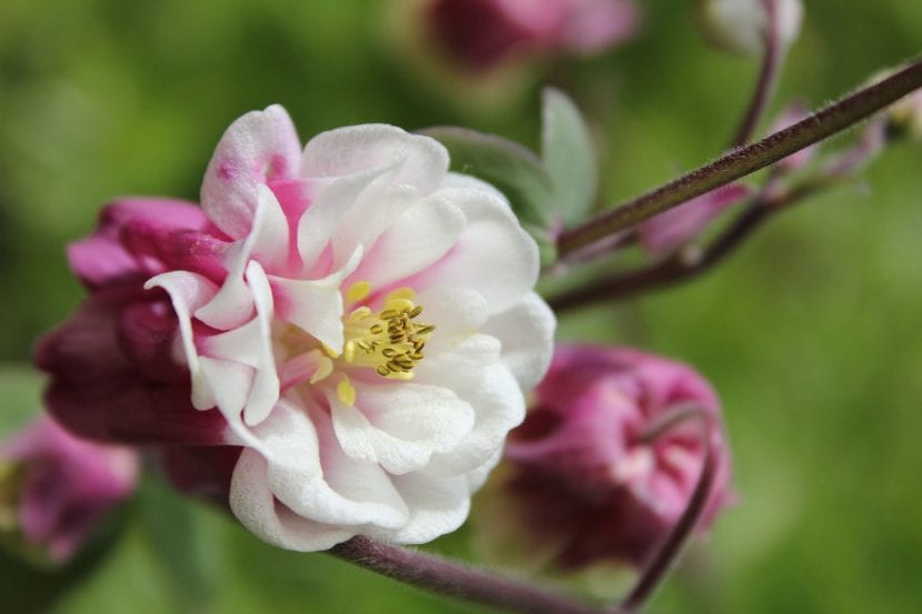 Aquilegia