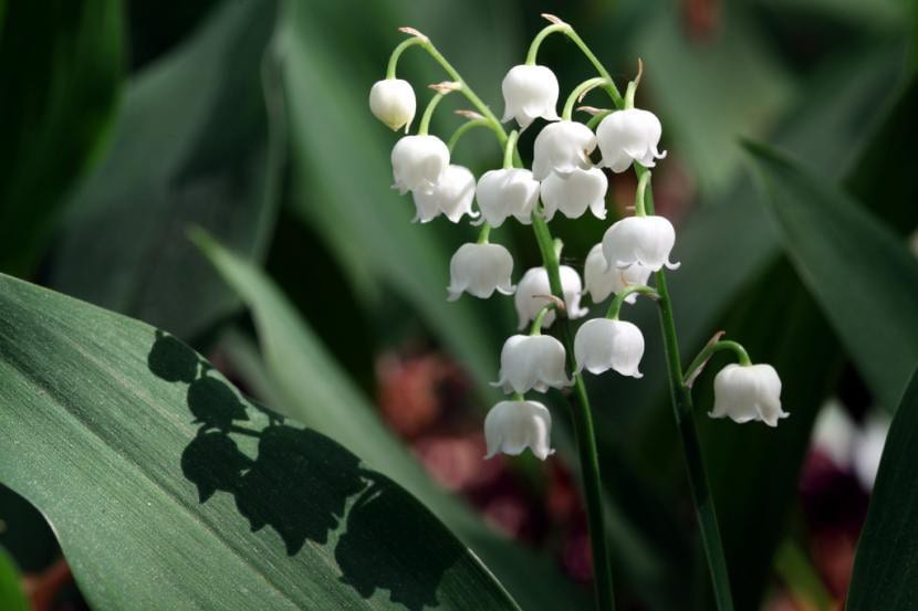 Convalaria majalis