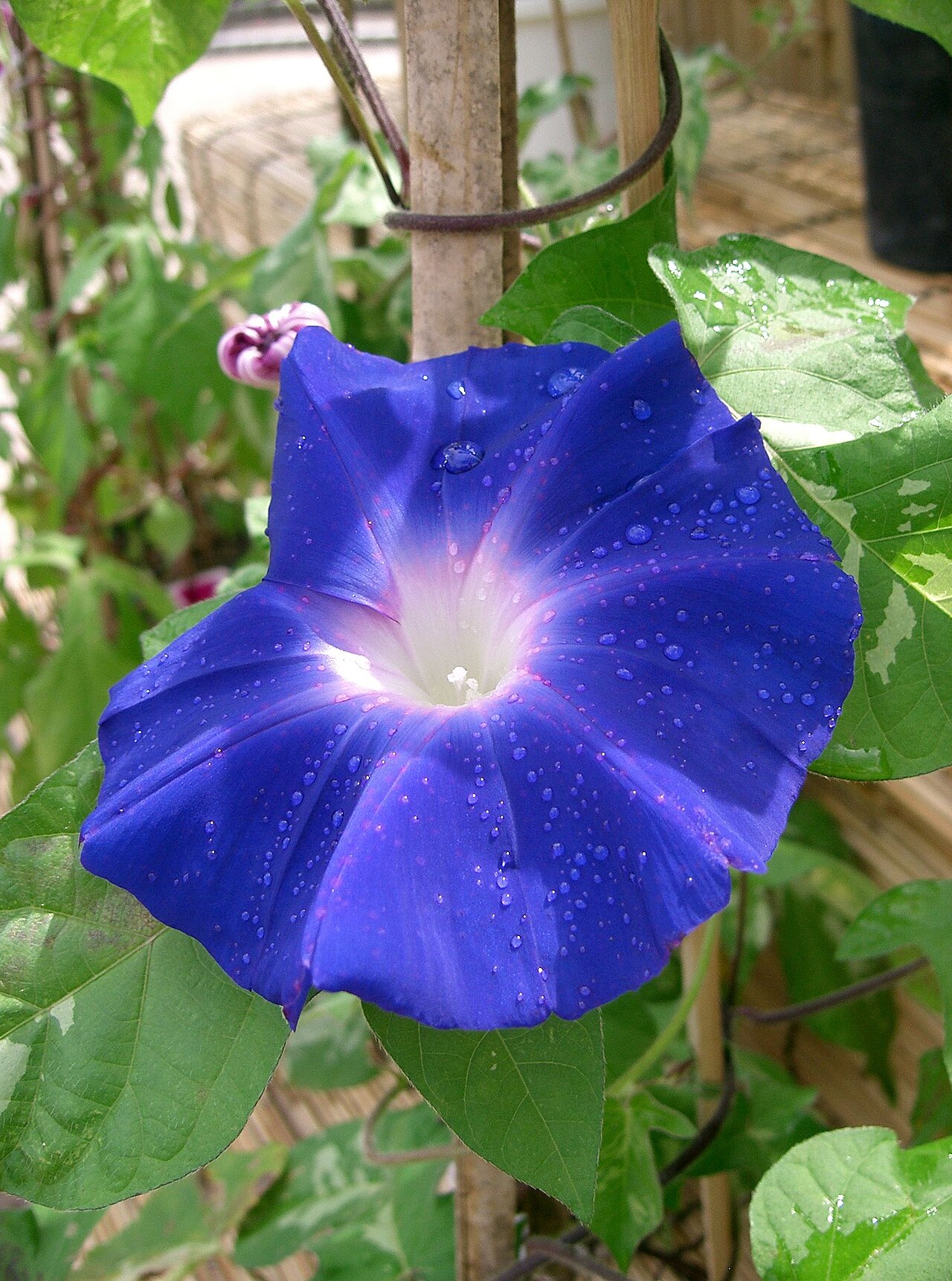 Flores moradas