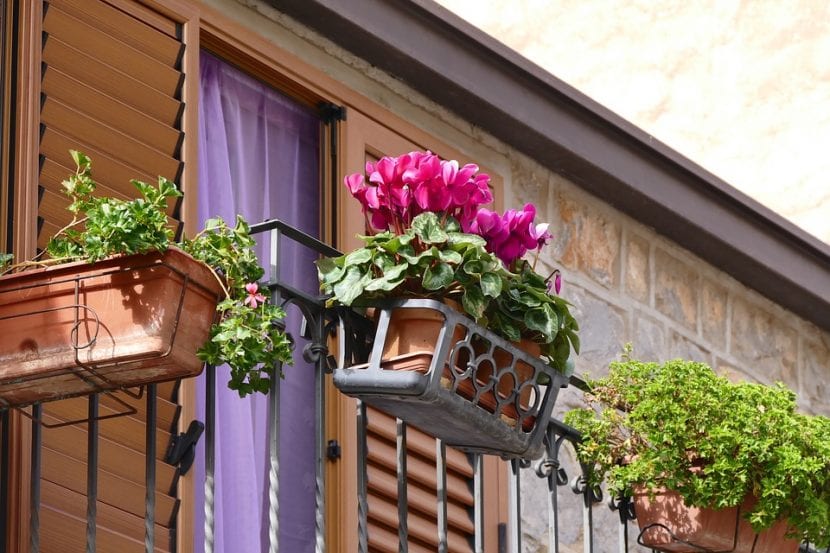 Ciclamen, una flor para balcón