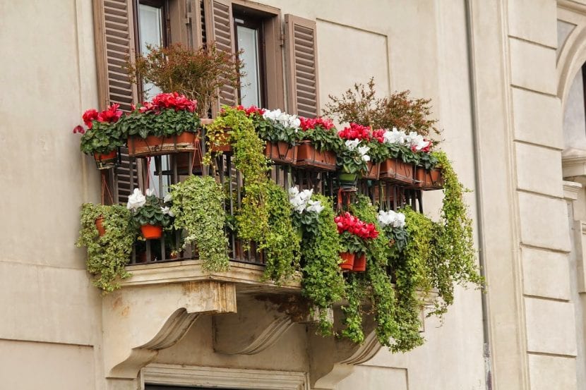 Diversas plantas en un balcón