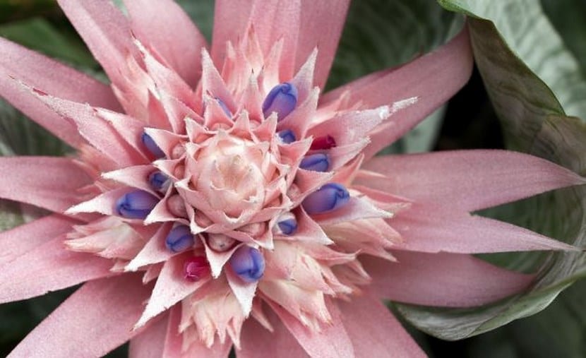Bromelia