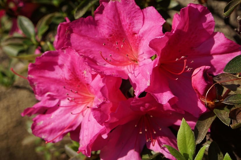 azalea en el jardín