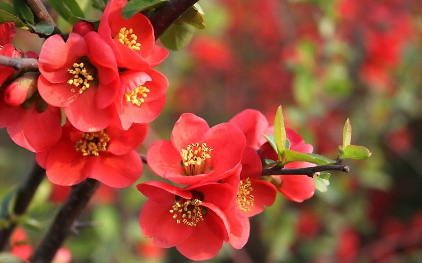 begonias para la decoración