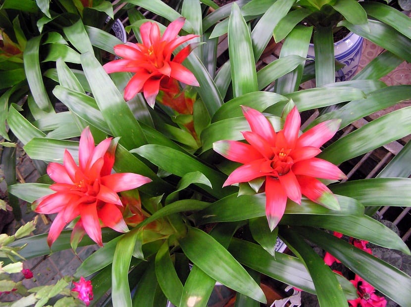 Bromelias (aechmea o bromelia fasciata)