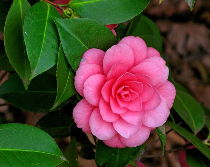 Camelias (Camellia japonica)