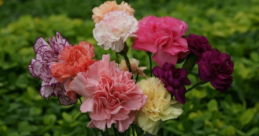 Claveles (Dianthus caryophyllus)