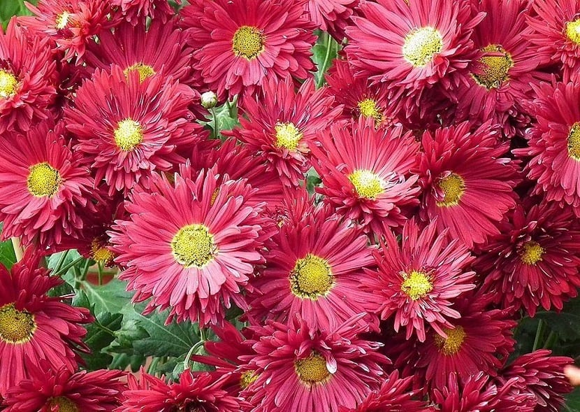 Crisantemos (Chrysanthemum)